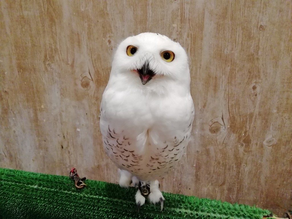 フクロウカフェ リッキー Ricky 仙台店 仙台駅近くの小さな動物園を紹介 仙台ぶり子